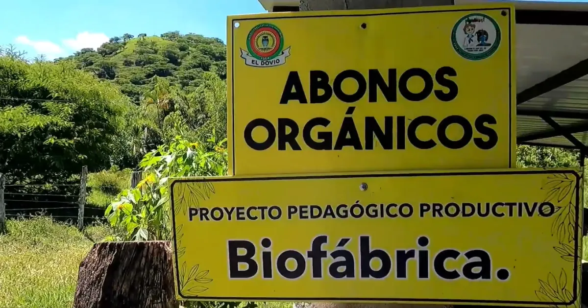 Estudiantes de El Dovio se convierten en empresarios del campo: el modelo educativo que posicionó al Valle como número uno en Colombia.