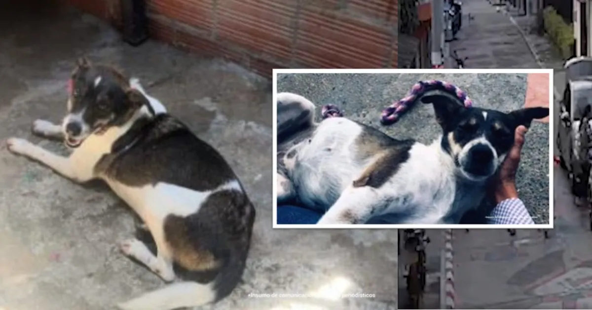 Condenado a nueve meses de prisión hombre que golpeó con palo a canina criolla en Ibagué.